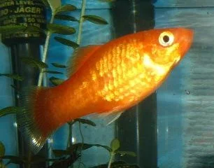 Male_Platy.webp