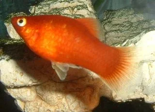 Red_Platy.webp