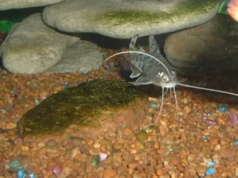 fishy3_058.webp