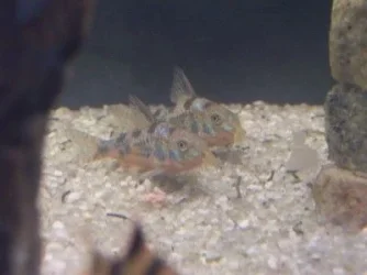 cories.webp