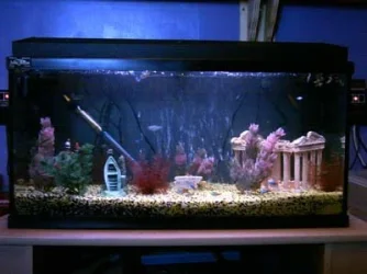 My_Tank.webp