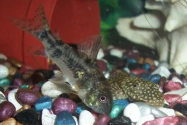 coryandbristlenose.webp