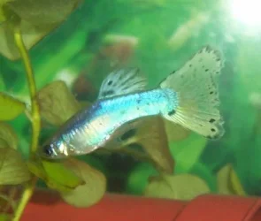 guppypretty.webp