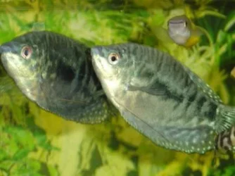 Opaline_Gourami2.webp