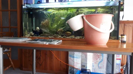 Tank.webp