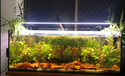 fish tank.webp