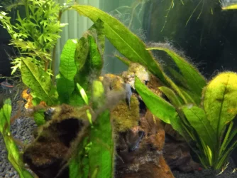 algae1.webp