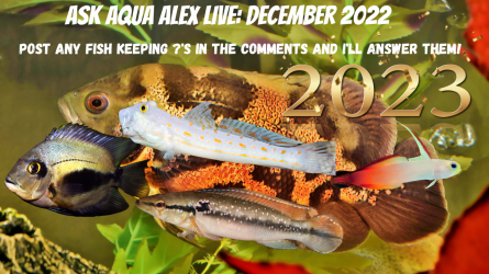 Ask Aqua Alex LIVE December 2022.png
