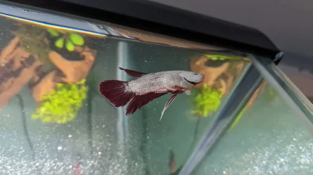 Betta-Side-Altered.webp