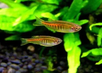 Danio choprae (1).webp