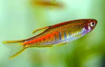 Danio choprae (2).webp