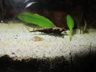 Shrimp 1.webp