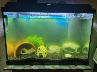 fish forum.webp