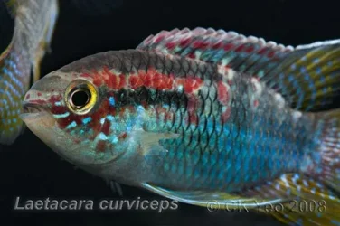 Laetacara-curviceps.webp