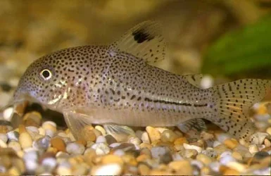 Corydoras julii 1.webp