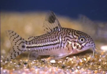 Corydoras trilineatus3.webp