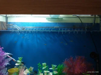 FishTankAir.webp