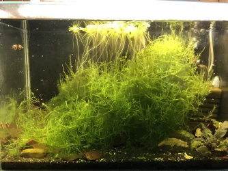 shrimp_tank.webp