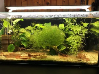 tank_w_tylomelania2.webp