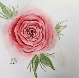 Pink Rose.webp