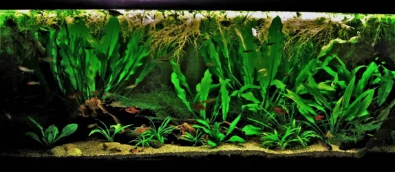 70g April 20-18 (1).webp
