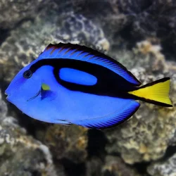 lg_73746_Blue_Tang.webp