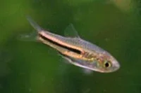 Trigonostigma somphongsi1.webp