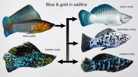 blue and gold in sailfins wild trait a.webp