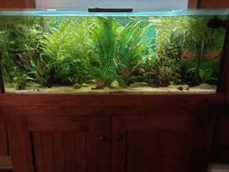 Tank.webp Tank.webp