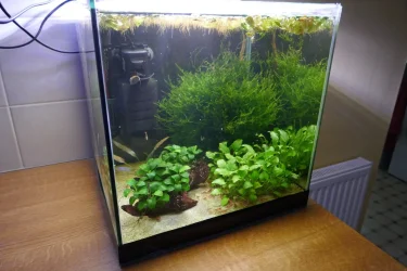 shrimp tank.webp
