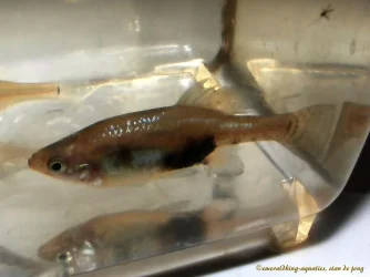 DSCF0934.webp