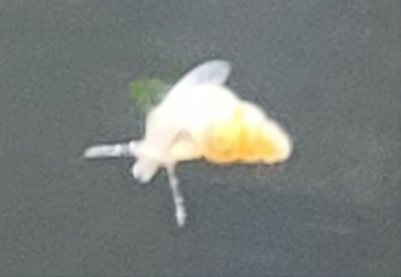 Baby Snail.jpg Baby Snail.jpg