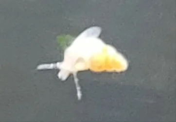 Baby Snail.webp