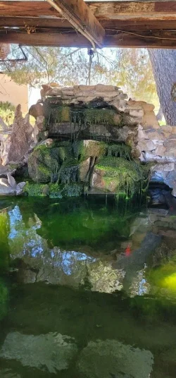 pond.webp