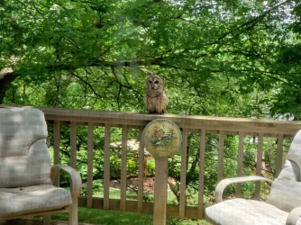 owl.webp