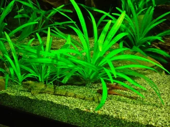 Whiptails (4).webp
