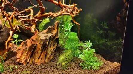 IMG_20230427_224414_hdr.webp IMG_20230427_224414_hdr.webp