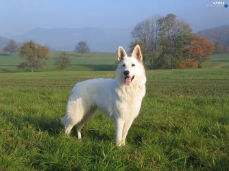 grass-shepherd-white-swiss-viewes-trees-3748987279.jpg grass-shepherd-white-swiss-viewes-trees-3748987279.jpg