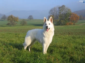 grass-shepherd-white-swiss-viewes-trees-3748987279.webp grass-shepherd-white-swiss-viewes-trees-3748987279.webp