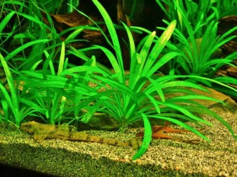 Whiptails (3).webp