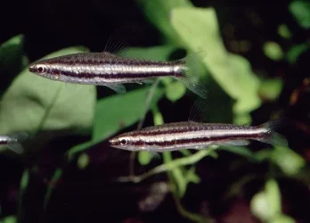Nannostomus digrammus2.webp