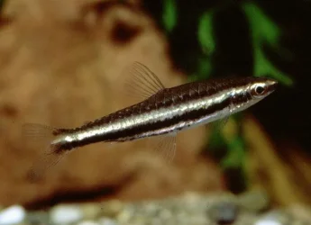 Nannostomus digrammus4.webp