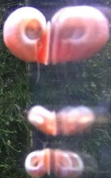 Snails.webp