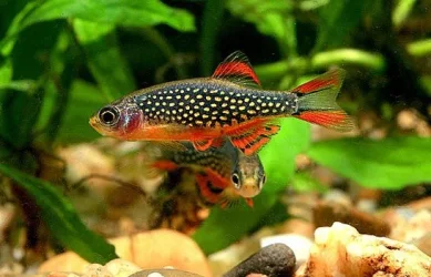 Galaxy-Rasbora.webp