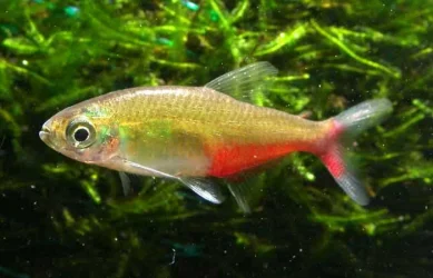 Aphyocharax rathbuni1.webp