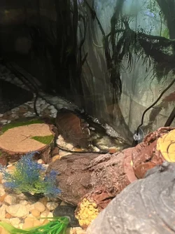 A38A78EE-A50D-4A79-A411-A64388137922.webp