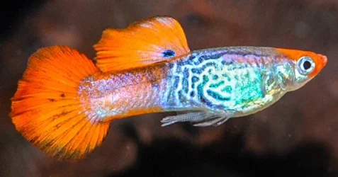 aid_399_Koi_Cobra_Guppy.webp