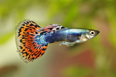 326028-1600x1066-guppy-names.webp