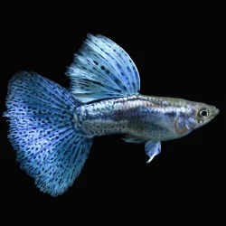 Guppy-Blue-Grass-Male.webp
