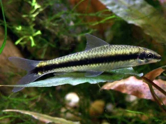 Crossocheilus langei.webp